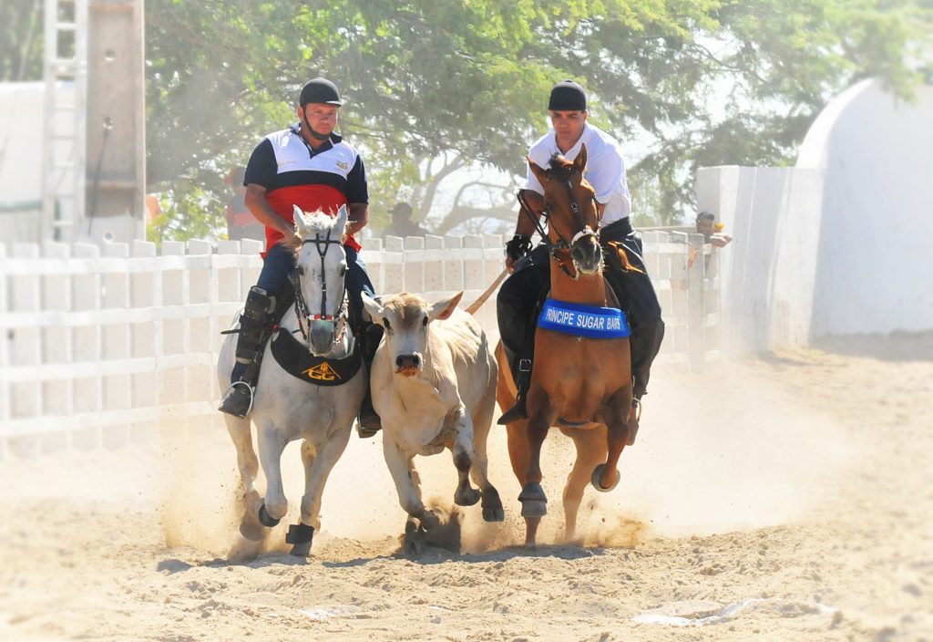 Rodeios E Vaquejadas Podem Se Tornar Patrim Nio Cultural Do Pa S Unale