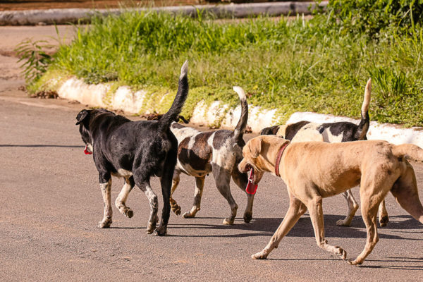 Cachorros de rua. Foto: Cecília Bastos/USP Imagem